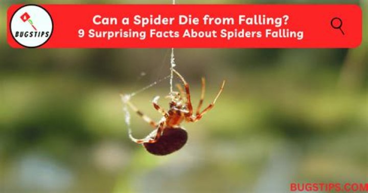 Unveiling The Secrets: Do Spiders Defy Gravity?