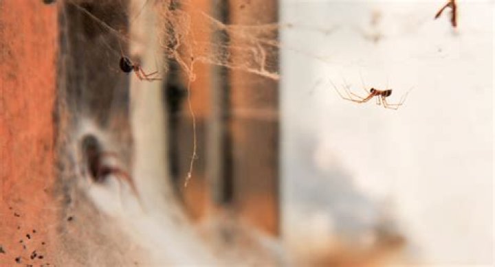 Unveiling The Fate Of Spiders: Do They Perish From Falls?