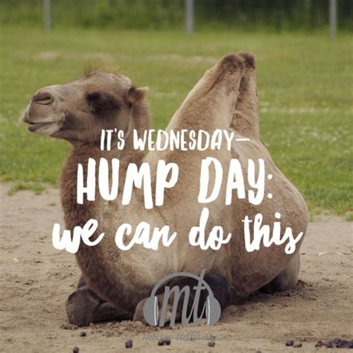 Hilarious Hump Day Pictures To Brighten Your Midweek