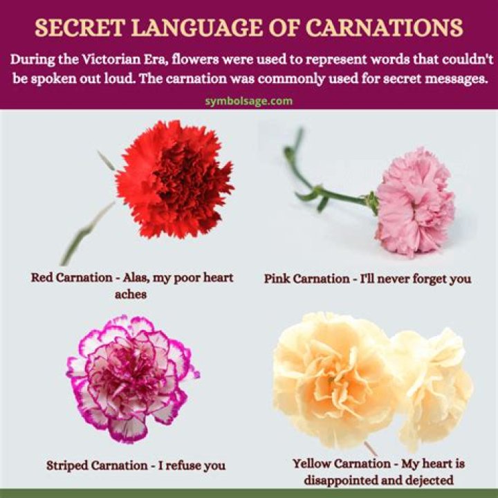 Discover The Meaning Behind The Pink Carnation