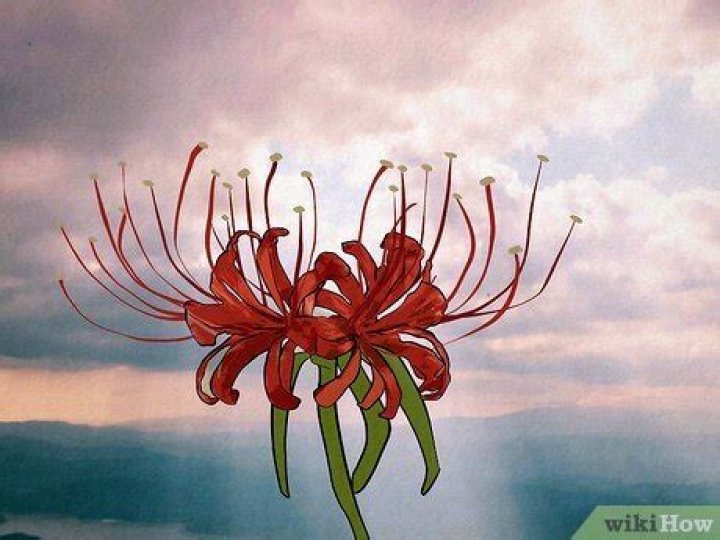 The Profound Symbolism Of Spider Lilies: Unveiling Their Meaning